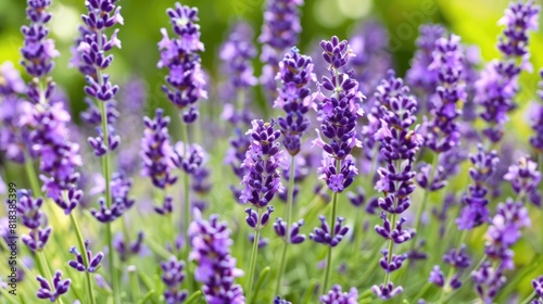 Lavender flowers blossom purple plant 