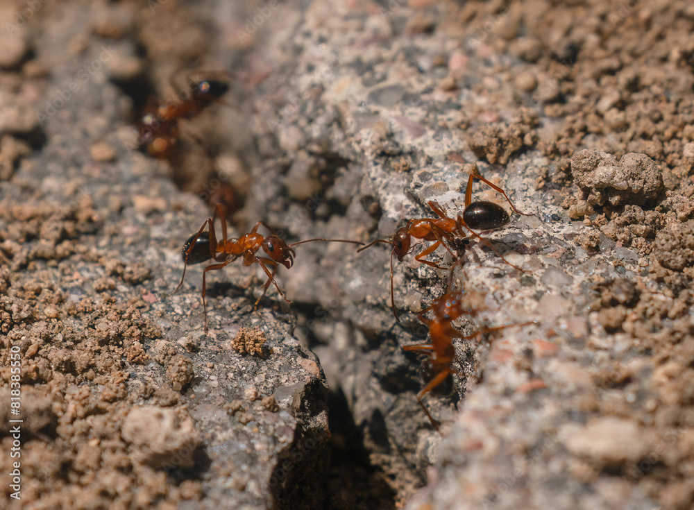Carpenter Ants working along a crevice or crack in the pavement. Carpenter Ants working along a crevice or crack in the pavement.