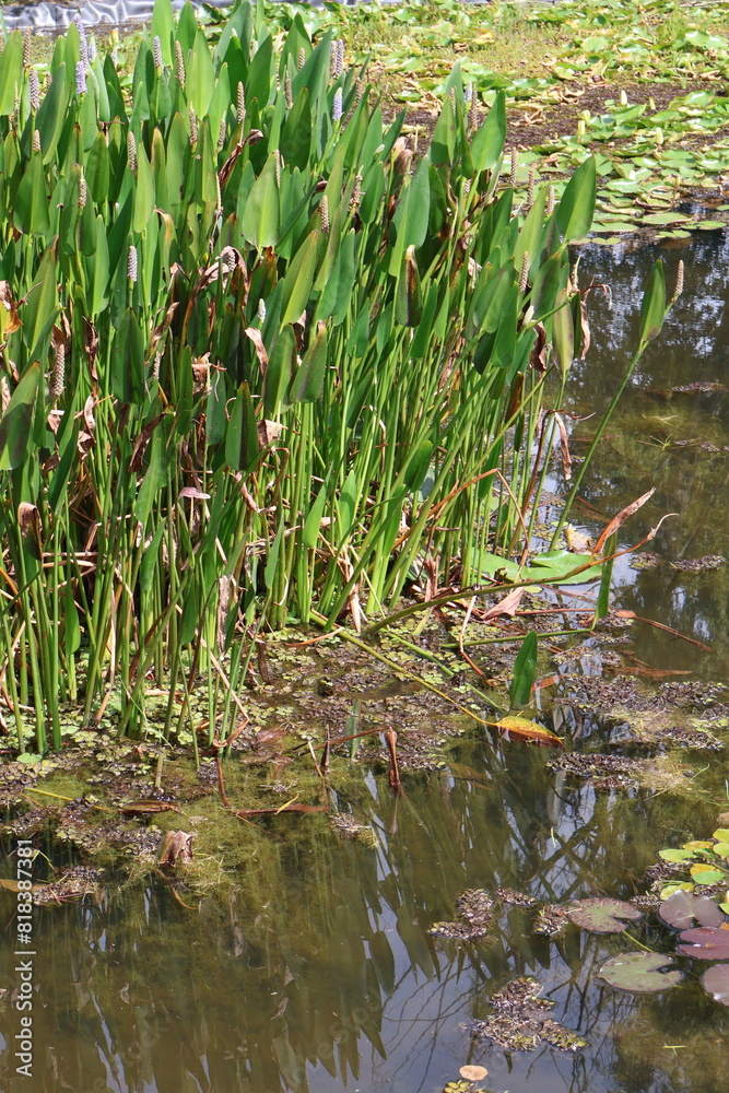 grass in the wetland grass in the wetland