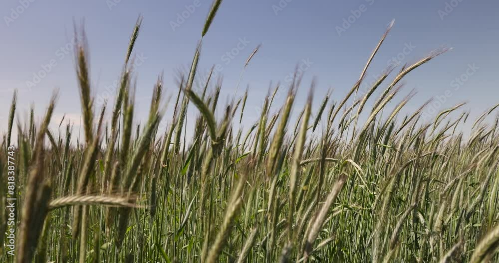 green unripe wheat in sunny weather , a field with green unripe cereals in summer green unripe wheat in sunny weather , a field with green unripe cereals in summer