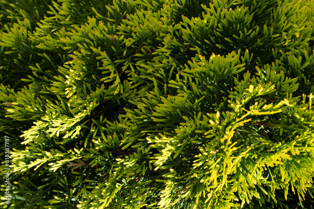 Fototapeta premium branches of evergreen coniferous plant thuja close-up
