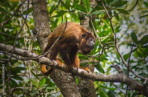 bugio de mãos ruivas do maranhão, alouatta ululata, guariba, capelão,