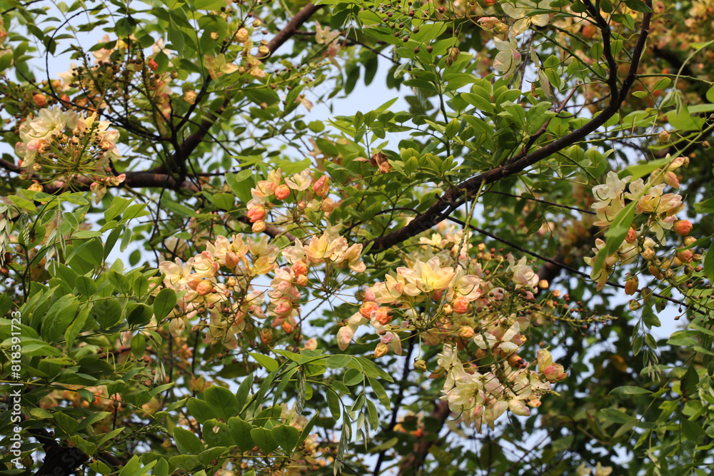 Rainbow shower tree (Cassia x Nealiae hybrid) Rainbow shower tree (Cassia x Nealiae hybrid)