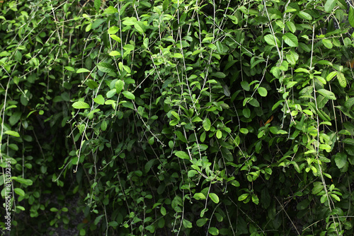 curtain creeper, vernonia creeper and parda bel (Tarlmounia elliptica)