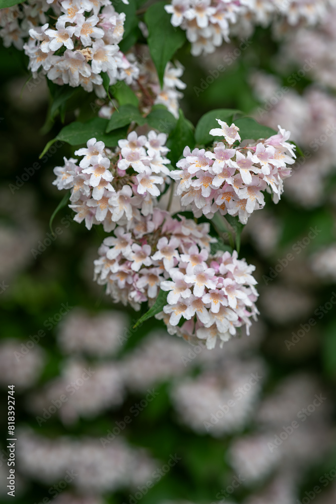 Beautiful shrubbery - light pink flowers on a branch. Beautiful shrubbery - light pink flowers on a branch.