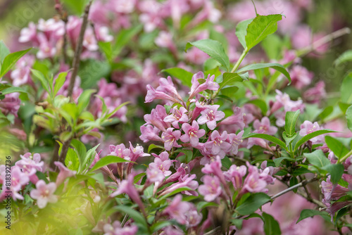 Beautiful shrubbery - pink flowers on a branch.