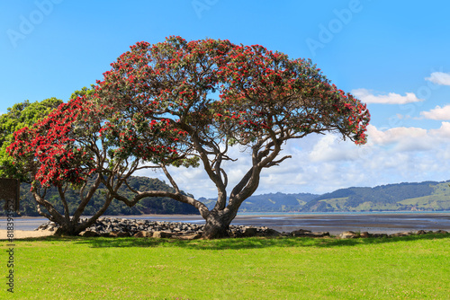Pohutukawa tree flowering at the beach near Titirangi, New Zealand photo