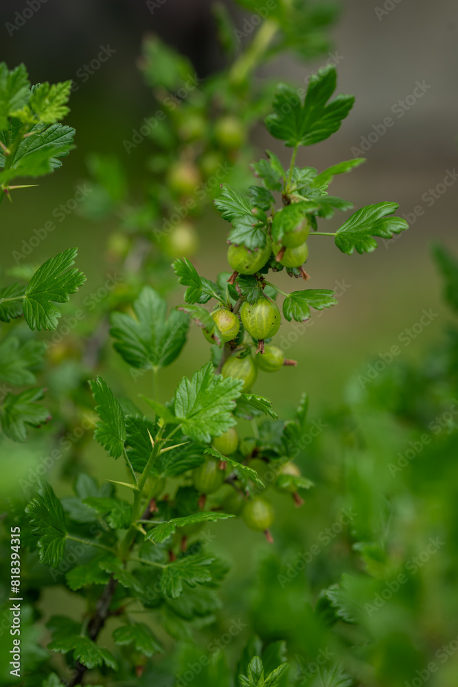 Green gooseberry fruits on a bush.