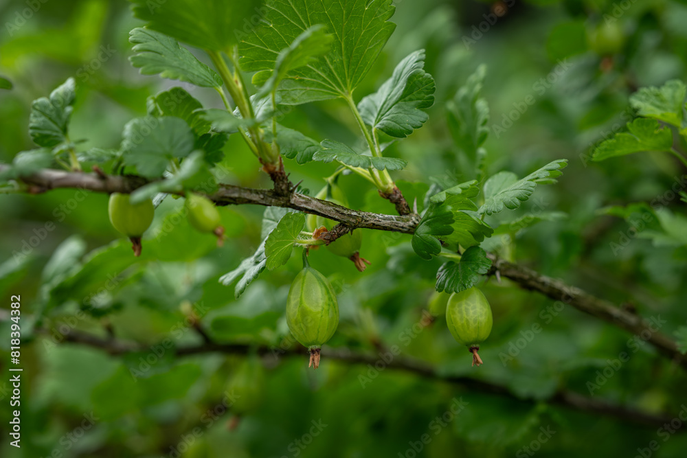 Green gooseberry fruits on a bush. Green gooseberry fruits on a bush.
