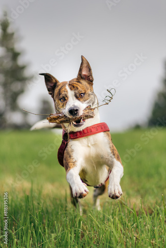 Mixed breed dog jumping towards camera