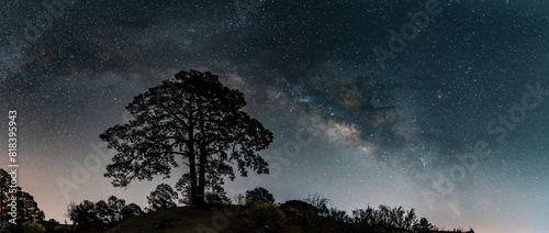 Silhouette of the beautiful tree or Cassandra tree silhouetted against a celestial night sky. The Milky Way adorns the background and its faint glow adds an otherworldly touch photo