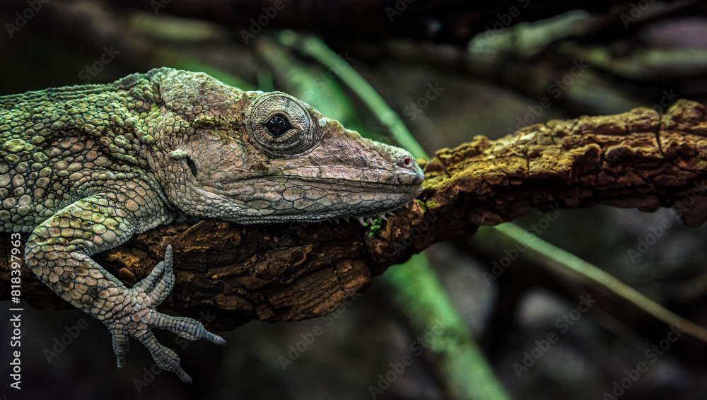 Close-up green lizard (chameleon) sitting on branch Close-up green lizard (chameleon) sitting on branch