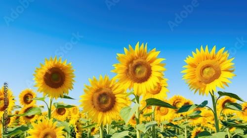 Vibrant sunflower field under blue sky