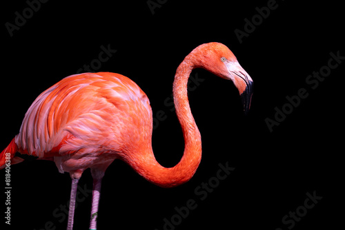 pink flamingo isolated on black