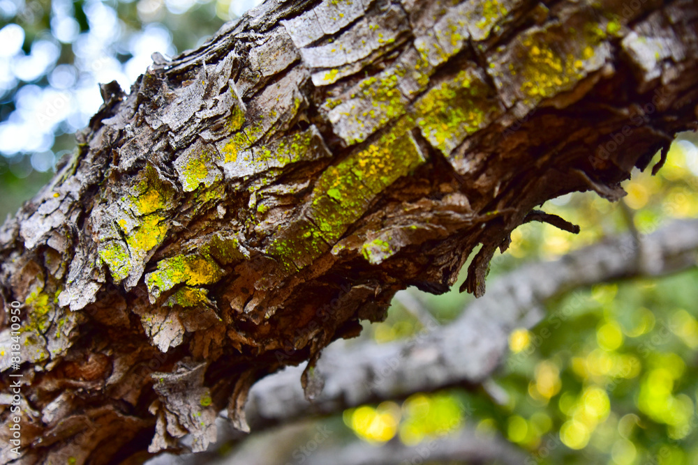 Detail of bark of a tree, chile
Detail of bark of a tree, chile