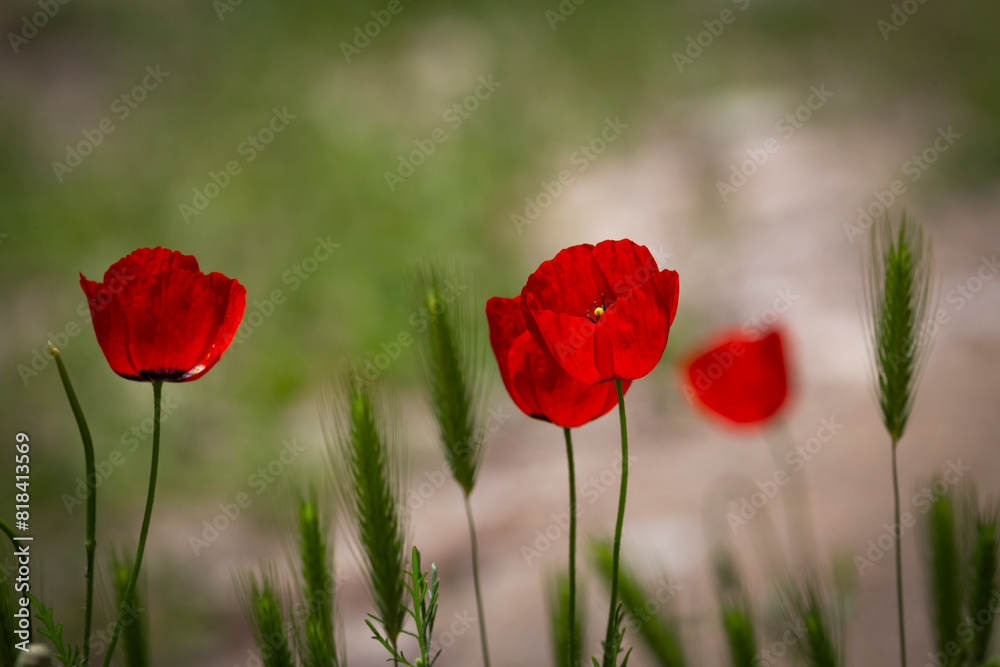 Naklejka premium Red poppies on a green meadow in the spring. 