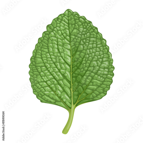Vector illustration, Indian Borage or Mexican mint, scientific name Coleus amboinicus, isolated on white background.