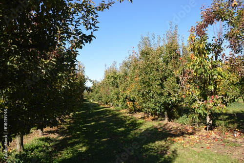Autumn Orchard Glory in Parkdale, Oregon