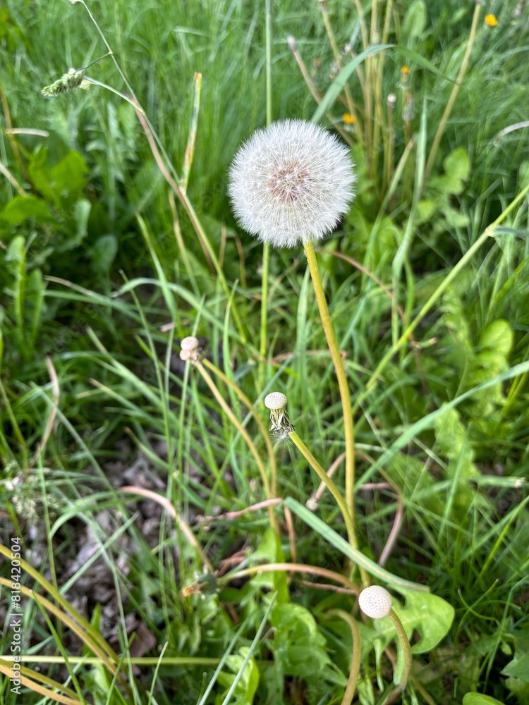 dandelion in the grass