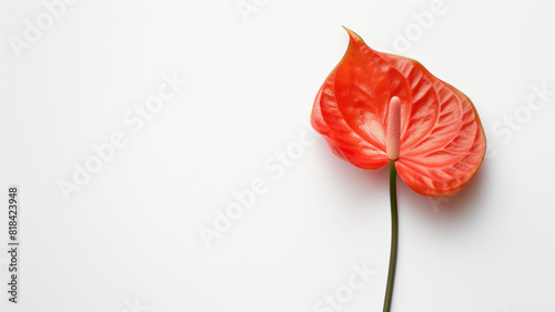 A single red anthurium flower with a green stem  set against a minimalist white background  highlighting its vivid color and elegant form.