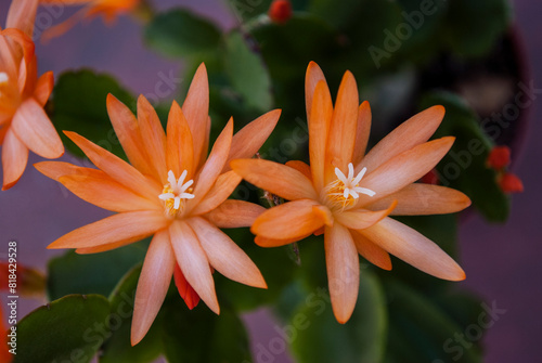 orange rhipsalidopsis decorative home decoration