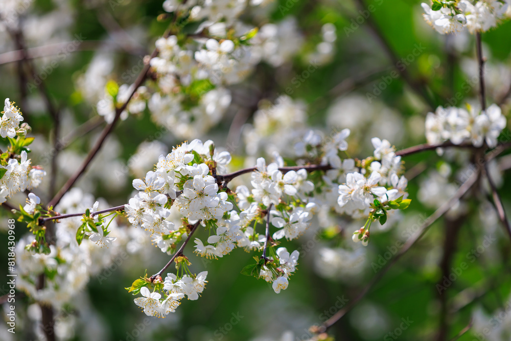 A tree with white flowers is in full bloom A tree with white flowers is in full bloom