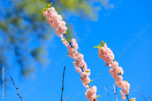 Pink flowers on a tree branch with a blue sky in the background
