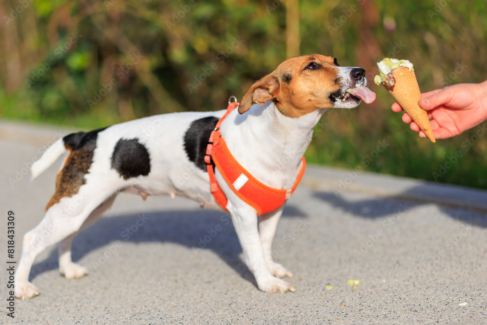 A dog of the Jack Russell Terrier breed eats ice cream. Animal portrait with selective focus and copy space