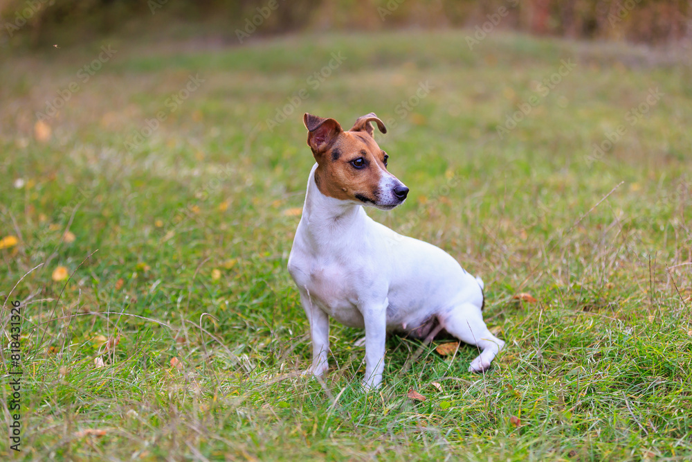 A cute Jack Russell Terrier dog walks in a clearing in the forest. Pet portrait with selective focus and copy space A cute Jack Russell Terrier dog walks in a clearing in the forest. Pet portrait with selective focus and copy space