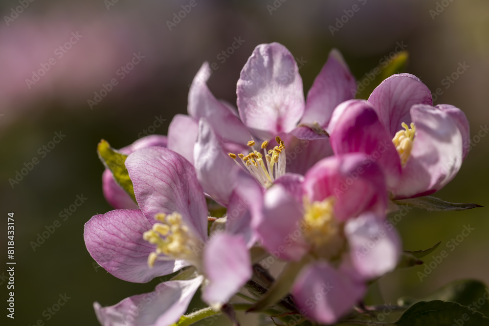 Beautiful pink apple blossoms on a blue sky background Beautiful pink apple blossoms on a blue sky background
