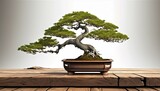 árbol bonsái  24