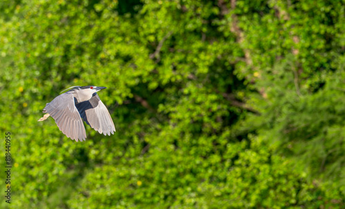 Closeup of a night heron in flight past bright green trees in spring.