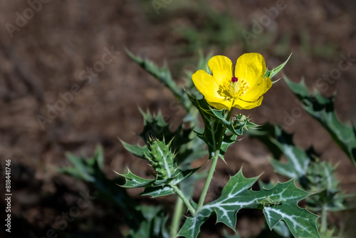 Yellow flower of Mexican Prickly Poppy blooming in a dry arid location on Maui, Hawaii
 photo