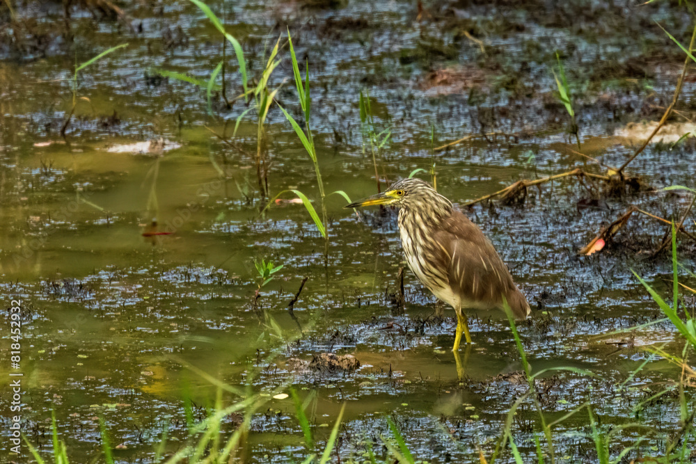 The non-breeding plumage of the Chinese Pond Heron (Ardeola bacchus) is characterized by its dull grey-brown feathers.