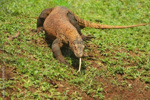 a Komodo dragon roams the bushes during the day photo