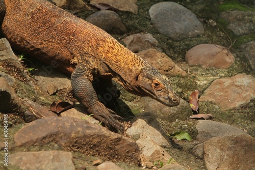 a Komodo dragon roaming the rocks during the day photo