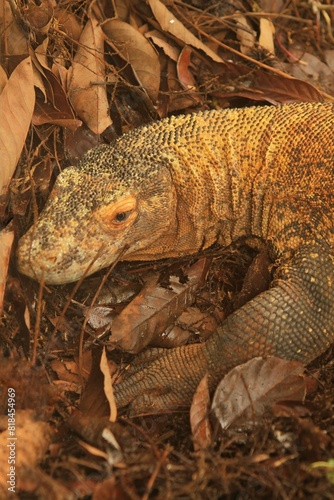 closeup of a Komodo dragon on the ground during the day photo