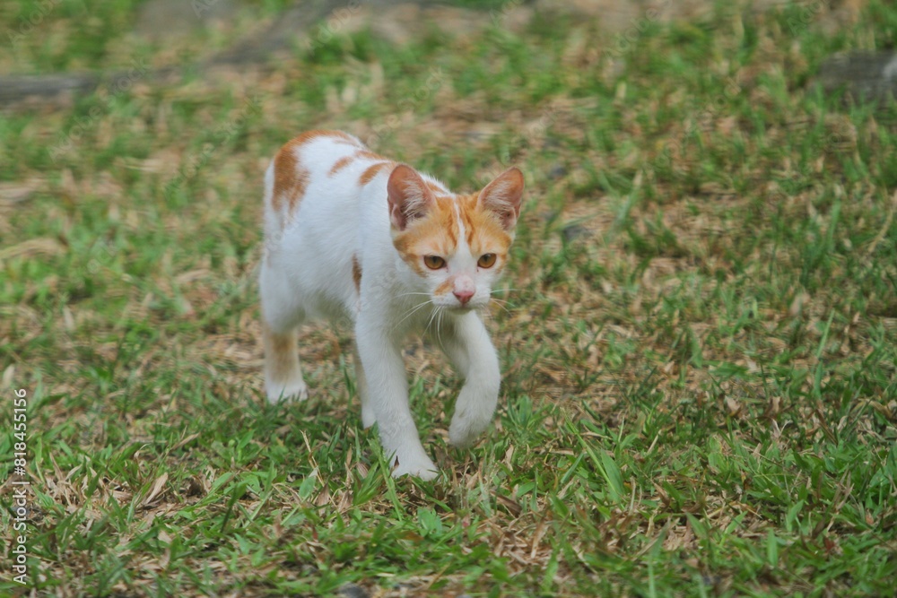 a little cat is playing in the backyard