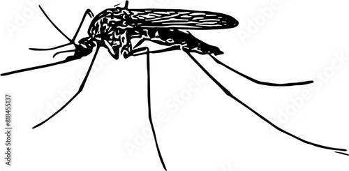 World mosquito day © Al