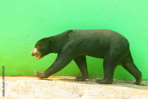 A sun bear walks on the floor during the day at a zoo photo