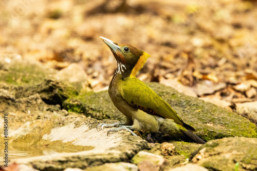 The Lesser Yellownape (Picus chlorolophus) is a medium-sized woodpecker with a vibrant green back and yellow underparts, distinguished by its red crown and black facial markings. photo