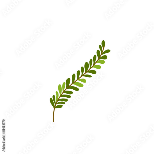 Mimosa pudica leaf 