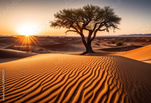 isolated tree expansive desert scene  vegetation  arid  landscape  barren  dry  sandy  horizon  desolate  wilderness  nature  open  desolation  view  plant