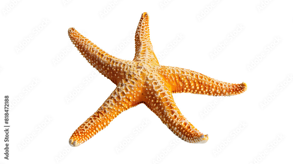 The caribbean starfish on a white background. The caribbean starfish on a white background.