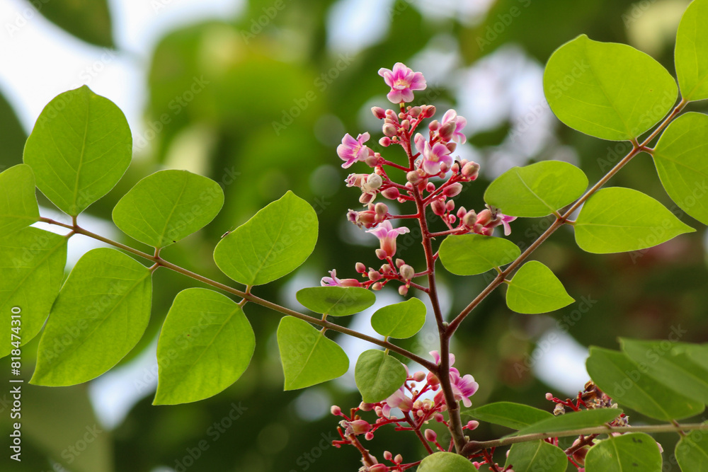 Star fruit tree flowers and leaves Star fruit tree flowers and leaves