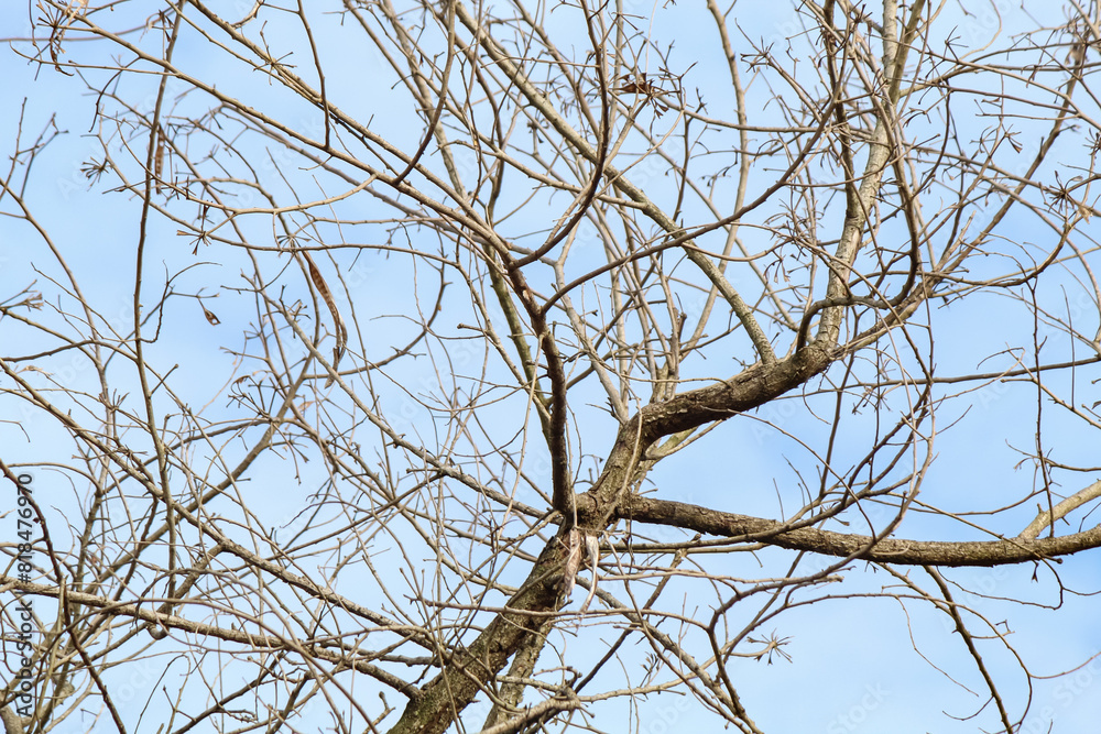 Tree branches and twigs, cloudy sky background Tree branches and twigs, cloudy sky background