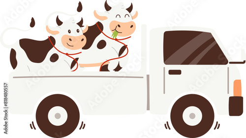 Delivery of cattle for Eid al-Adha sacrifices using a pick-up truck