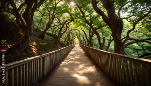 Tree-Shadowed Trail  shaded walkway  natural canopy  outdoor adventure