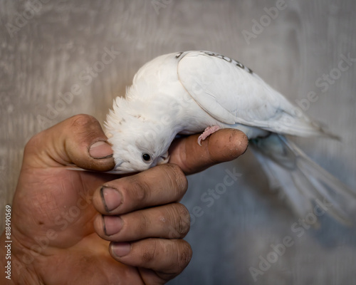 A white cockatiel landed on a rough male hand to cuddle.