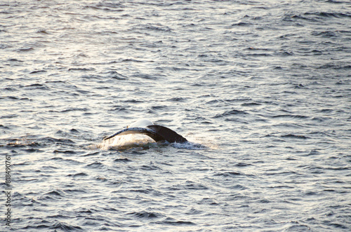 A humpback while fluke as it dives into the chilly Atlantic ocean waters off the coast of Newfoundland Canada